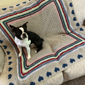 Boston Terrier on crochet blanket